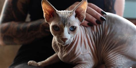 The Purr-fect Guide to Sphynx Cat Care – MEWCATS