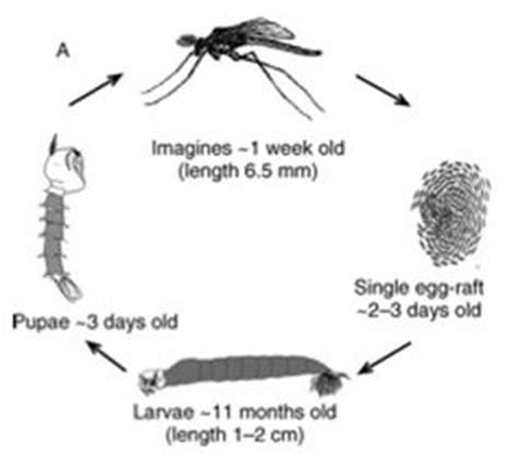 Water Boatman Life Cycle