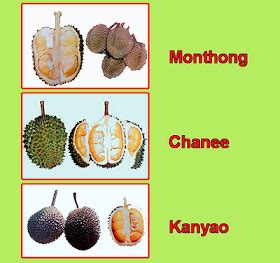 Durian Info: Durian Seasons In Durian Production Areas Durian, Tau ...