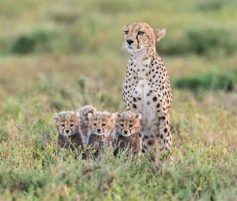 Cute Cheetah Cubs Playing in the Grass