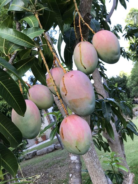 Mango season is the best! : r/gardening