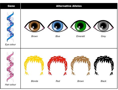 Alleles | BioNinja | Nucleic acid, Genetics, Anatomy and physiology