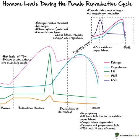 Pregnancy, Parturition, & Lactation – MCAT Biology | MedSchoolCoach