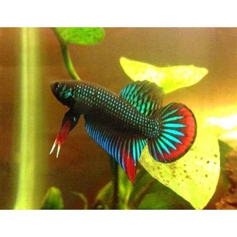 Betta Imbellis - Male & Female - Crescent Betta - Labyrinth Fish ...