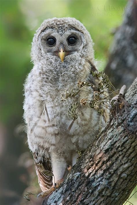 Barred Owl | Beautiful owl, Barred owl, Baby owls