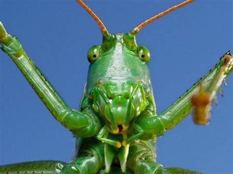 Create meme "grasshopper , big grasshopper, grasshopper green ...