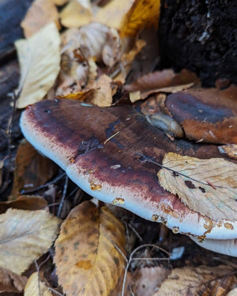 Resinous Polypore: Identification, Foraging, and Lookalikes - Mushroom ...