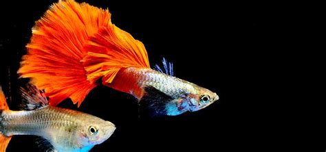 Guppy Fish Varieties: Discover the Fascinating World of Colorful Guppies