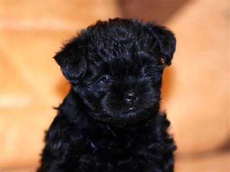 Affenpinscher Puppies - Doglers