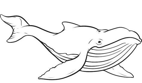 Whale Outline Drawing at GetDrawings | Free download