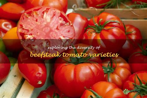 Exploring The Diversity Of Beefsteak Tomato Varieties | ShunCy