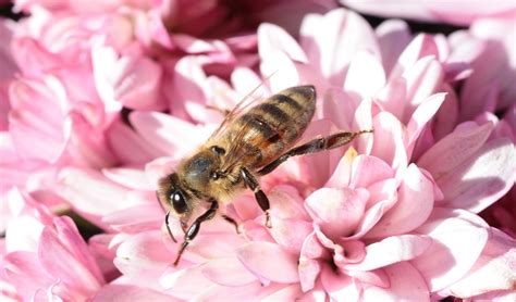 Plants To Attract Bees | Brock Farms