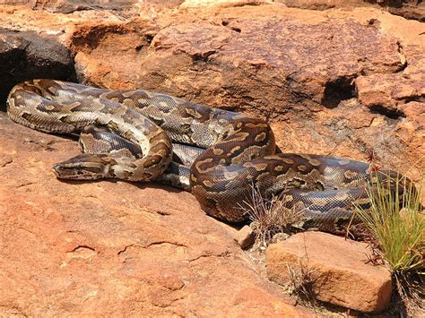 Animal A Day!: African Rock Python