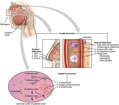 Barrier Defenses and the Innate Immune Response | Anatomy and Physiology II