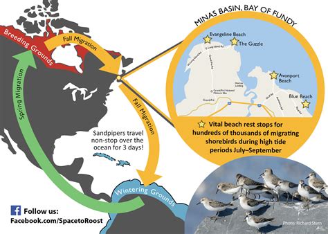 Space to Roost: Helping Shorebirds Continue their Migration – The Grapevine