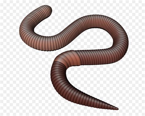 clipart image of earthworm - Clip Art Library