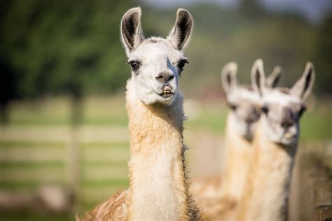 Whole Llama Love at Woburn Safari Park | Woburn Safari Park