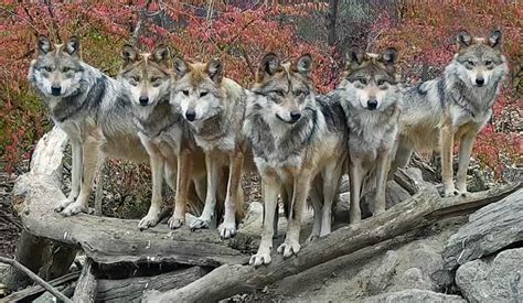 Stunning Wolf Family Strikes a Pose | Wolf Conservation Center | Wolf ...