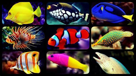 TYPES OF SALTWATER AQUARIUM FISH | CORAL REEF TANK FISH | SHARKS ...