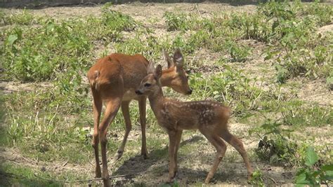 Red Deer, Mother and Baby Stock Footage Video (100% Royalty-free ...