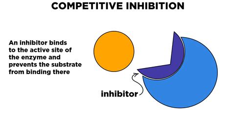 Enzyme Inhibition — Overview & Types - Expii