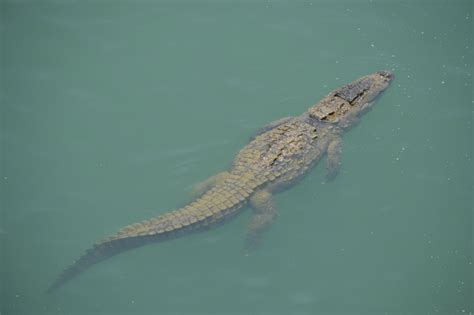 Mugger Crocodile Conservation Project -Biodiversity Conservancy Nepal