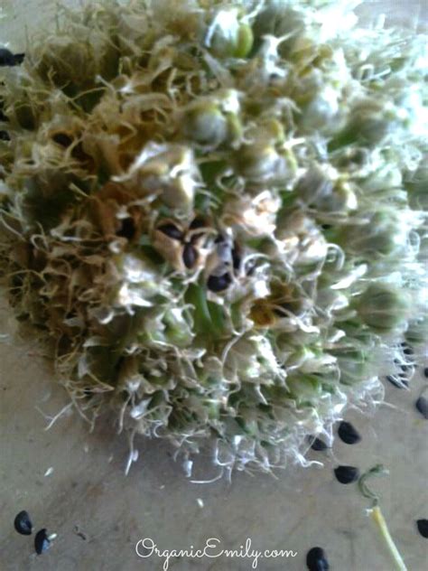 Harvesting Onion Seeds