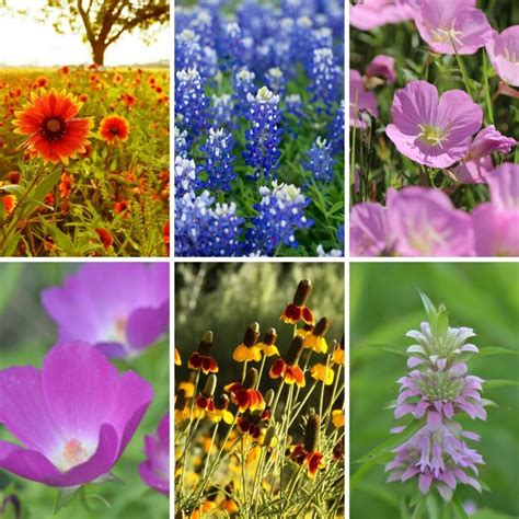 Red And Orange Texas Wildflowers | Best Flower Site