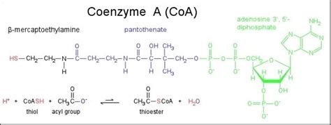 Coenzyme A ~ Everything You Need to Know with Photos | Videos