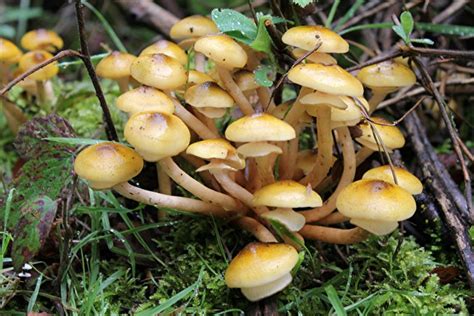 Armillaria Mellea: The Honey Mushroom, an edible Fungus.