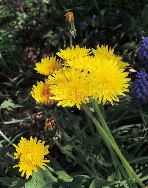 yellow dandelion | Stock image | Colourbox