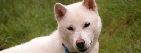 Kishu Inu Breed Guide - Learn about the Kishu Inu.