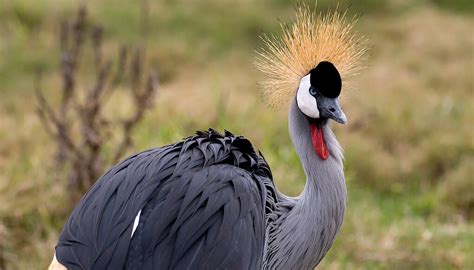 East African crowned crane | San Diego Zoo Wildlife Explorers