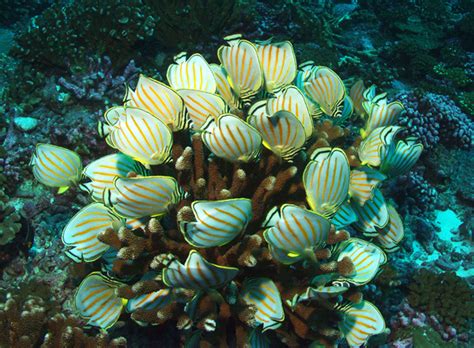 Phoenix Islands Protected Area, Kiribati | Smithsonian Ocean