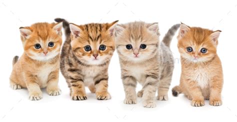 Portrait of four kittens Stock Photo by okssi68 | PhotoDune