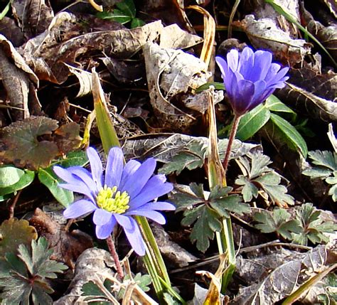 Rurification | Robin Edmundson: Windflowers