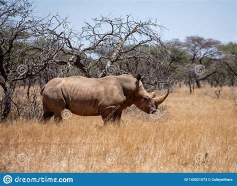 White Rhino stock image. Image of africa, lipped, conservation - 145521573