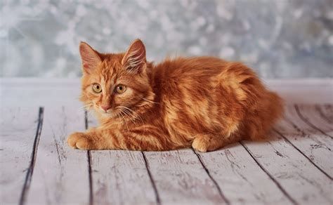 See the Cutest Cat Breeds as Kittens | Reader's Digest