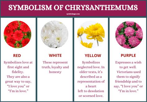 Chrysanthemum Flower – Symbolism and Meaning - Symbol Sage