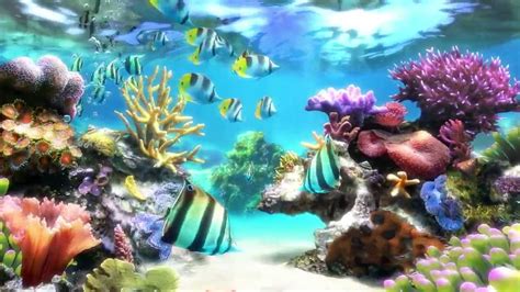 Sim Aquarium - Screensaver & Live Wallpaper - YouTube