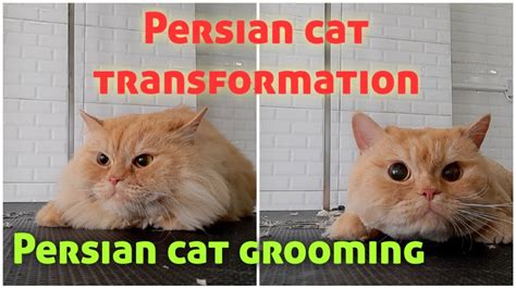 Persian cat grooming|Persian cat transformation|#cutepersiancat|# ...