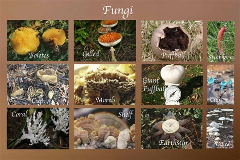 Fungi | Definition, Characteristics, Types