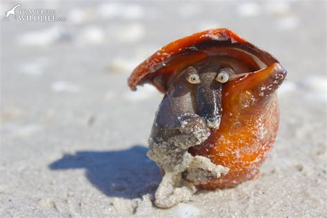 The Beautiful Face of the Florida Fighting Conch | Travel For Wildlife