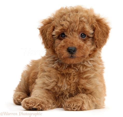 Toy Poodle Puppies | Wow Blog