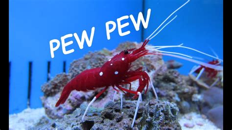 Pistol Shrimp Cavitation Bubble - Podcast #46 - YouTube