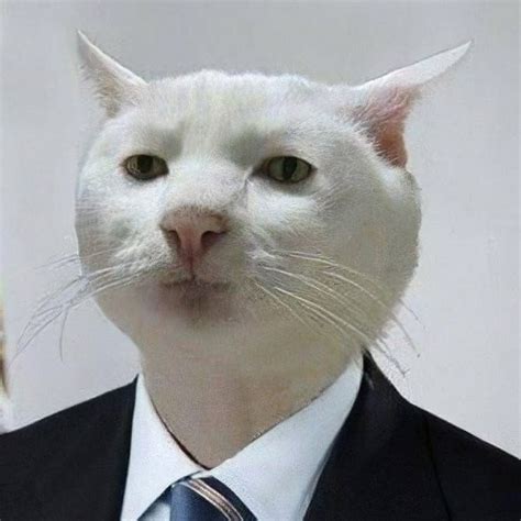 Create meme "serious cat , the cat from the meme, serious cat meme ...