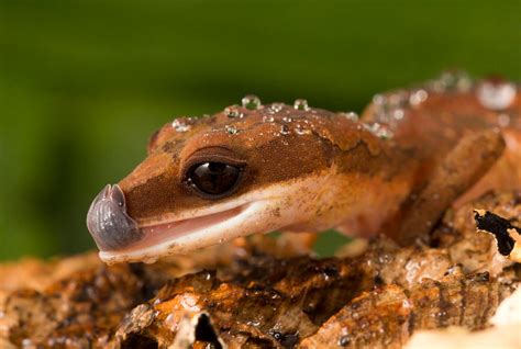 Cat gecko macro by AngiWallace on DeviantArt