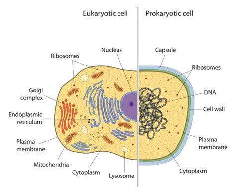 Prokaryotes vs. Eukaryotes | Biology Dictionary