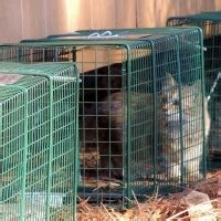 Feral Cats (Trap-Neuter-Return) - Orange County Humane Society of Virginia