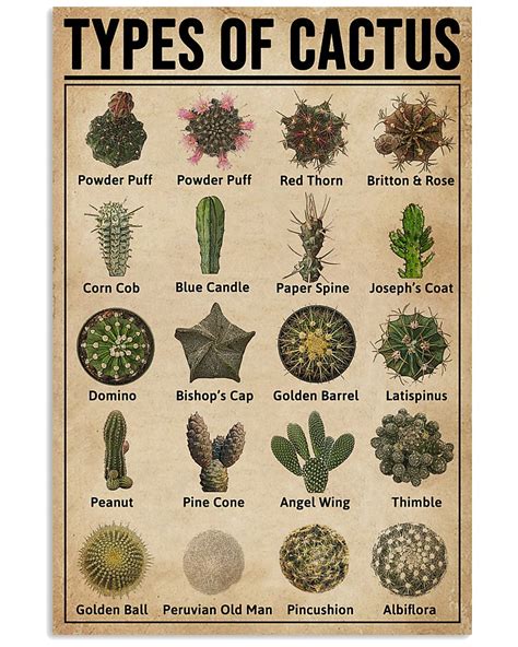 types of cacti - Google Search in 2020 | Cactus types, Cactus poster ...